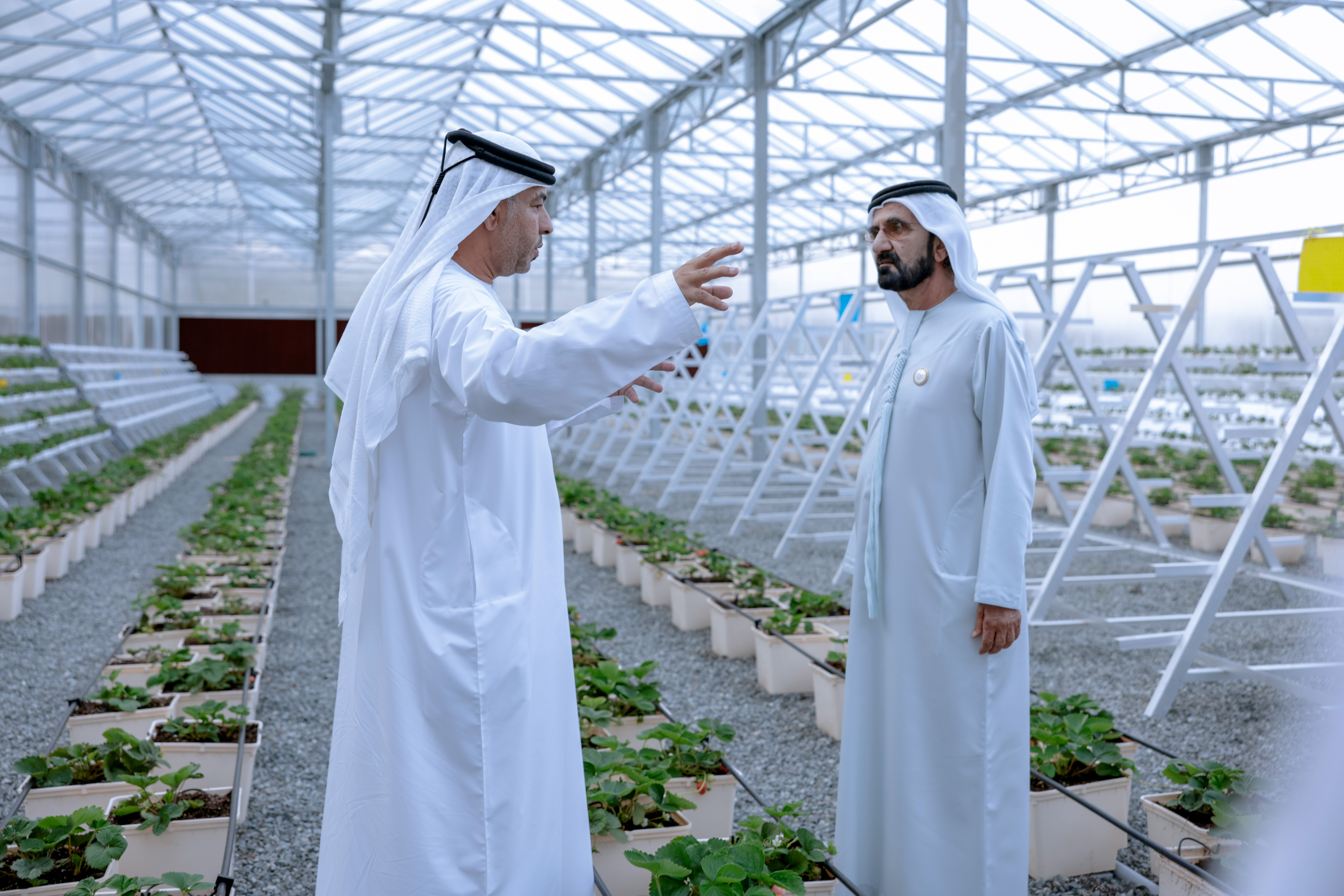 محمد بن راشد يزور مزرعة حتا النموذجية للفراولة ويشيد بجهود أبناء الإمارات لزيادة إنتاجية القطاع الزراعي