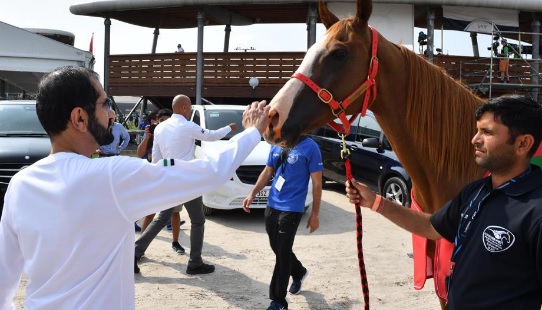 محمد بن راشد يطمئن على جاهزية خيول الإمارات لبطولة العالم للقدرة 2016